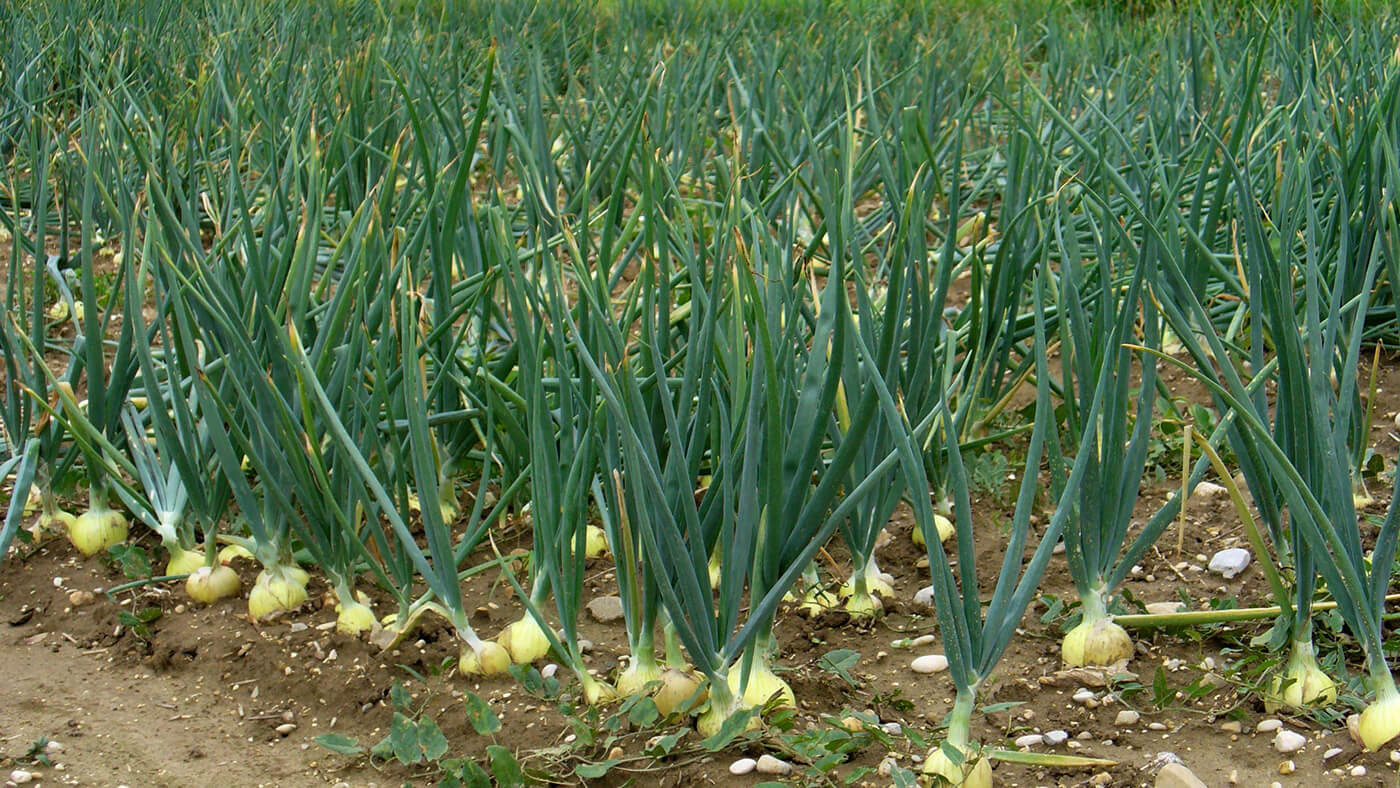 Onion gave tears of happiness to Kesar Bai