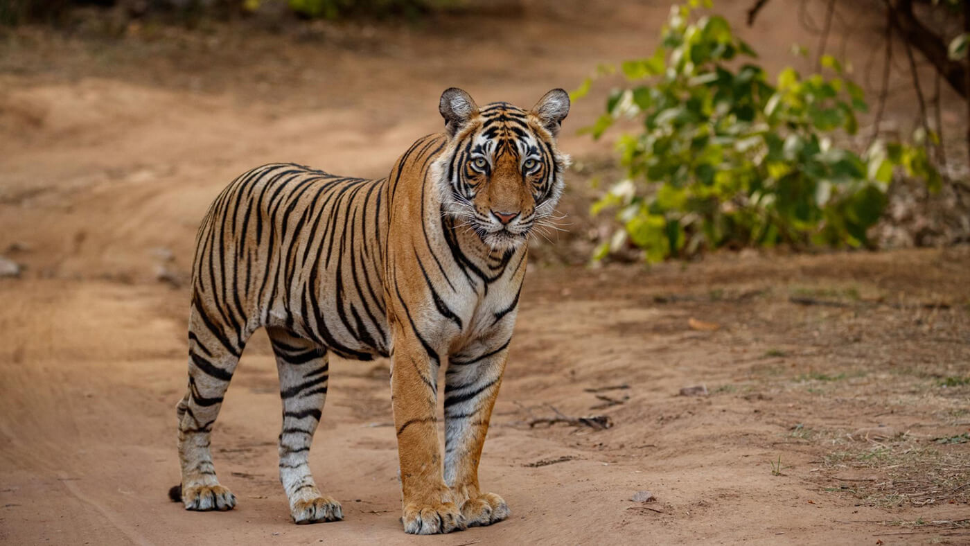 International Tiger Day: 5,50,000 tribals to be displaced by the Project Tiger in India with 967% increase of displacement per Tiger Reserve post 2021 period