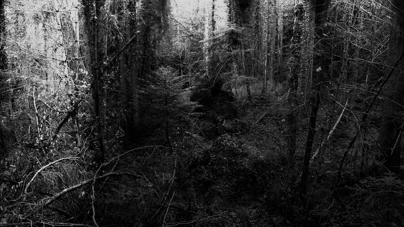 Why the woods are vanishing?