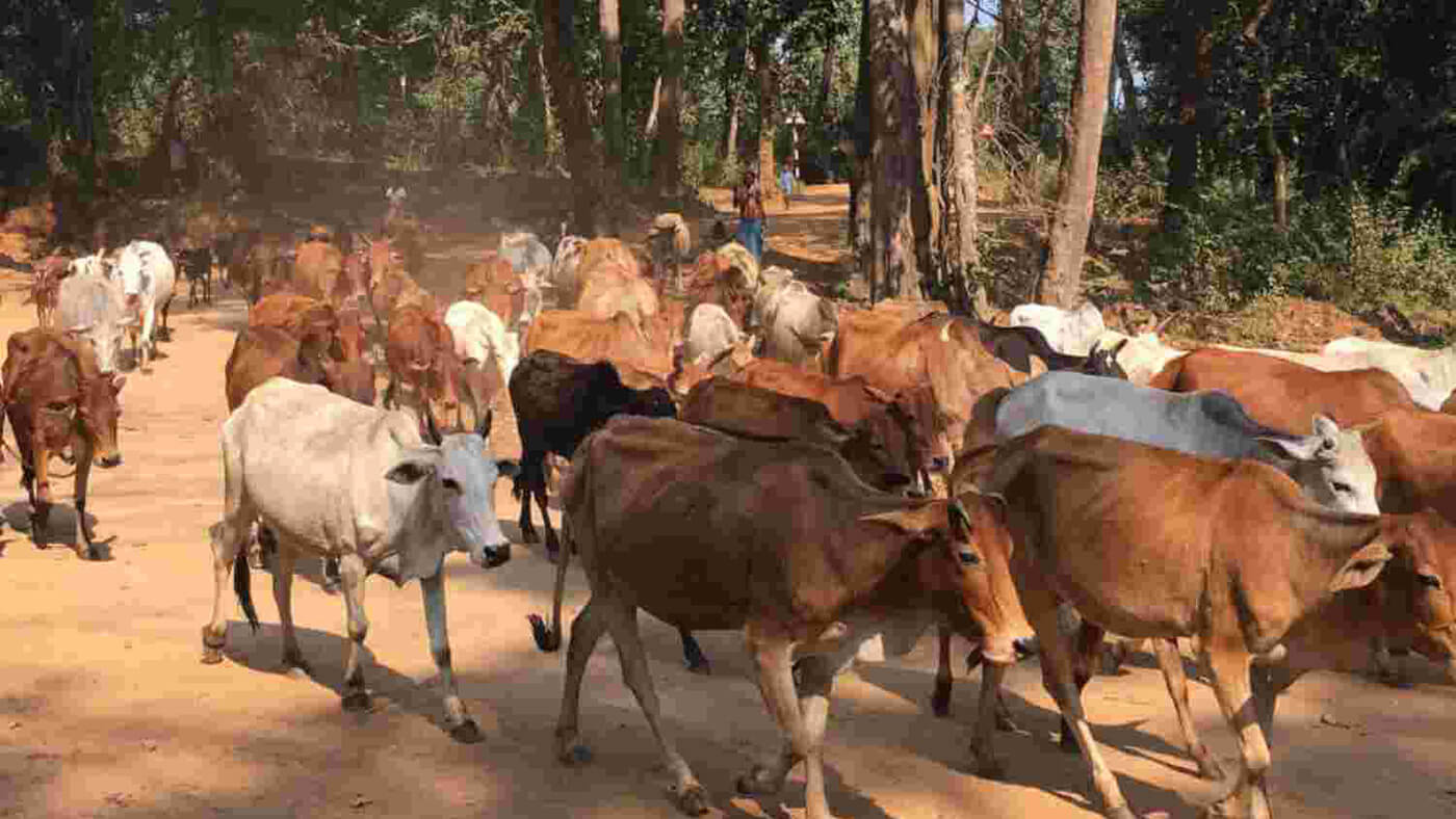 Cow Vigilantism: The primary cause of persecution of Muslim minority in India